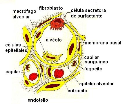 Genomasur